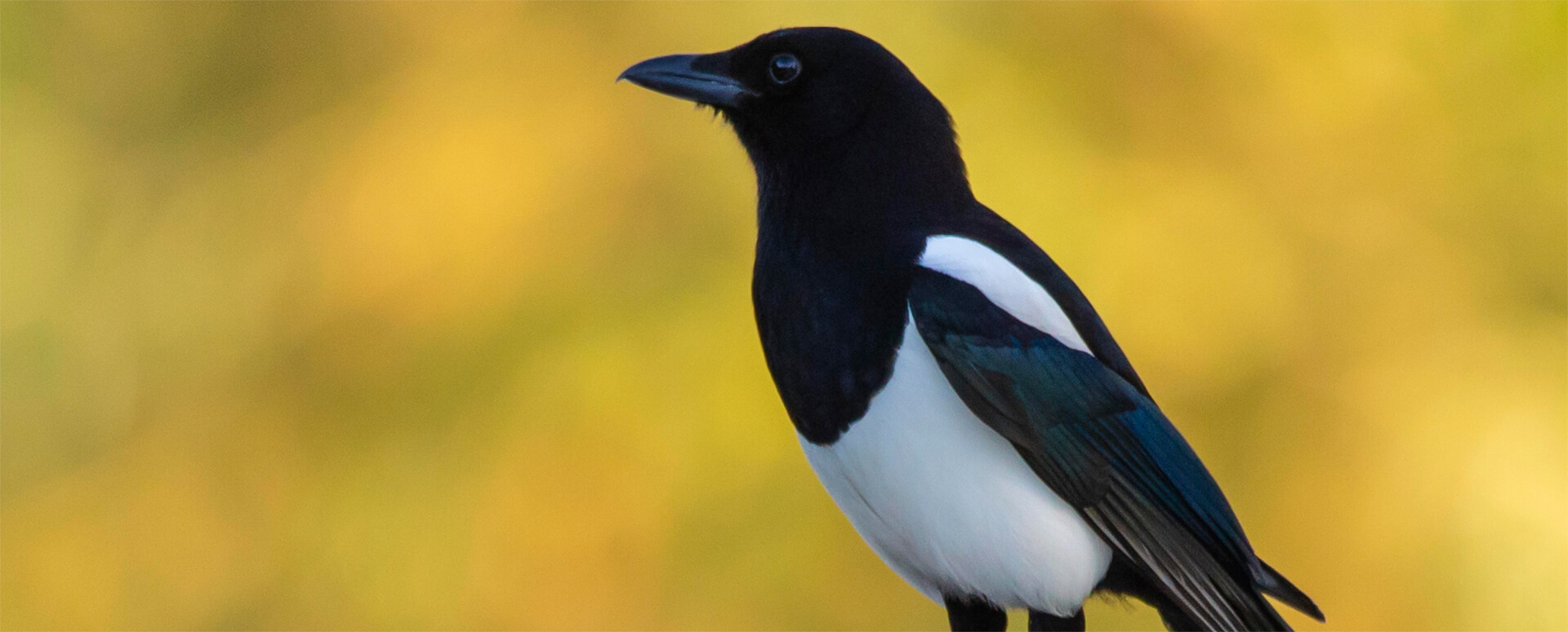 im Vordergrund sieht man ein hölzernes Steuerrad, im Hintergrund blauer Himmel, die Sonne wird durch da Steuerrad verdeckt.